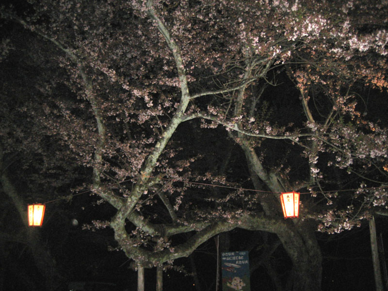 薄明かりの中の幻想的な夜桜